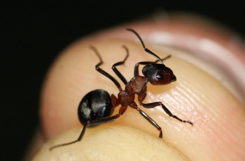 Formica polyctena