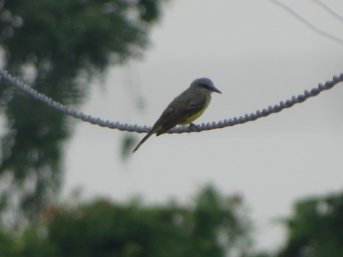 Tropical Kingbird