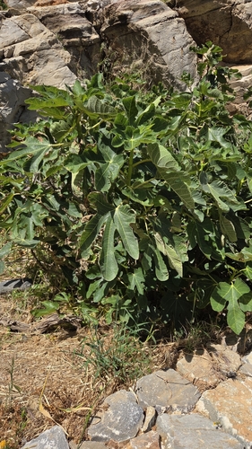 common fig