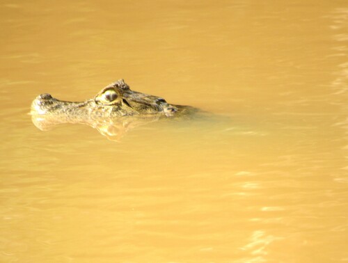 Broad-snouted Caiman