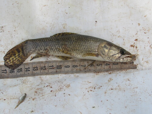 Brazilian Wolffish