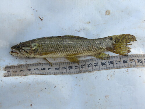 Darter Wolffish