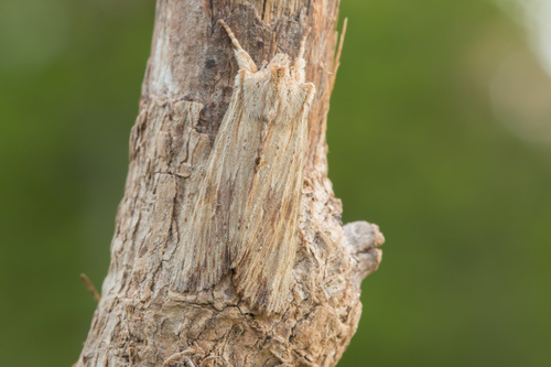 Pale Pinion