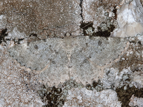 Charissa glaucinaria (Hübner, 1799)