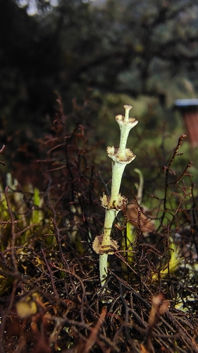 Ladder Lichen