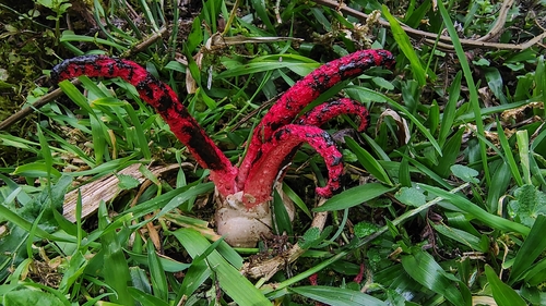 devil's-fingers
