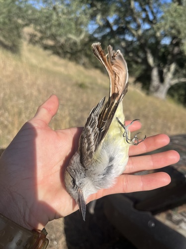 iNaturalist observation photo of Ash-throated Flycatcher
