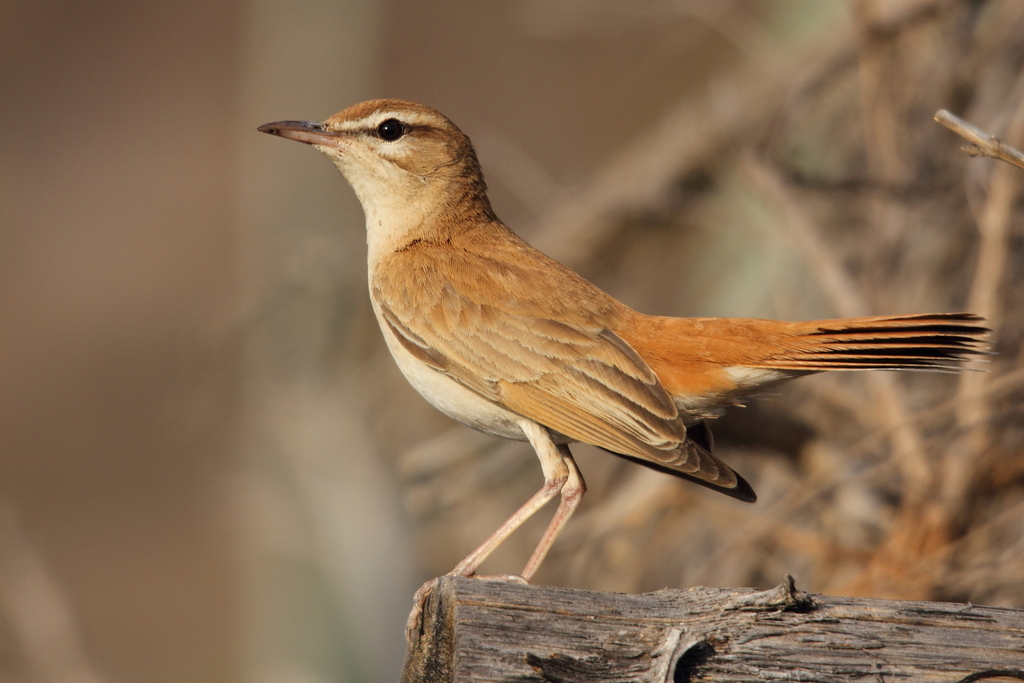 Rufous-tailed Scrub-Robin photo