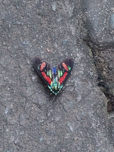 Cyanopepla pretiosa