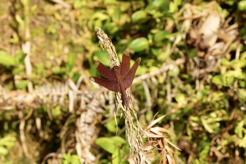 Russet Percher