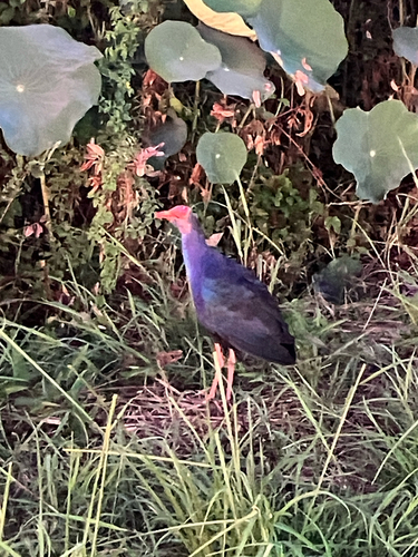 Gray-headed Swamphen