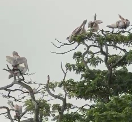 Spot-billed Pelican