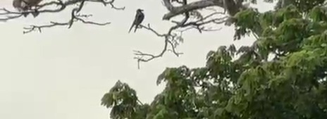 Large-billed Crow