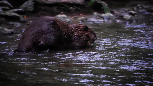 animal observation 2