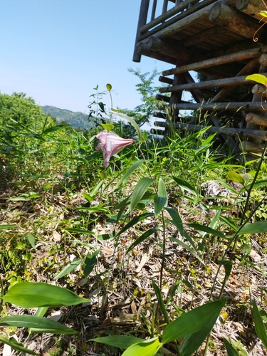 Bamboo Lily