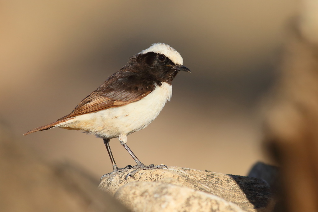 Arabian Wheatear (Oenanthe lugentoides)