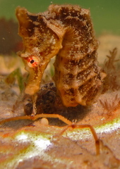 Hippocampus camelopardalis