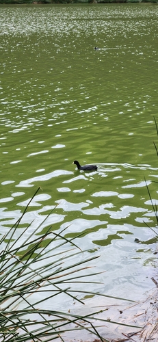 Slate-colored Coot