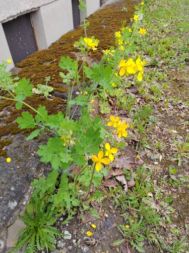 Greater celandine