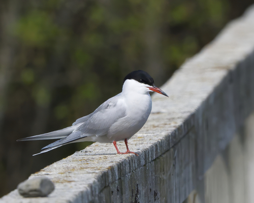 Common Tern