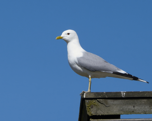 Common Gull
