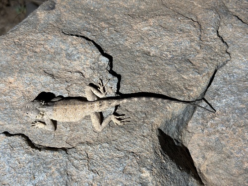 Bibron's Agama