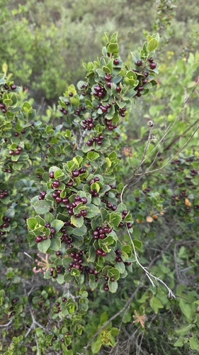 Mediterranean buckthorn
