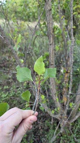 Black Poplar