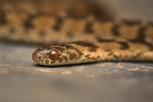 Sahel Egg Eater