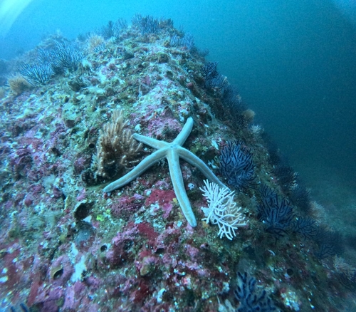 Blue Sea Star (Phataria unifascialis)
