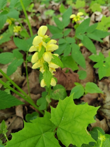yellow archangel