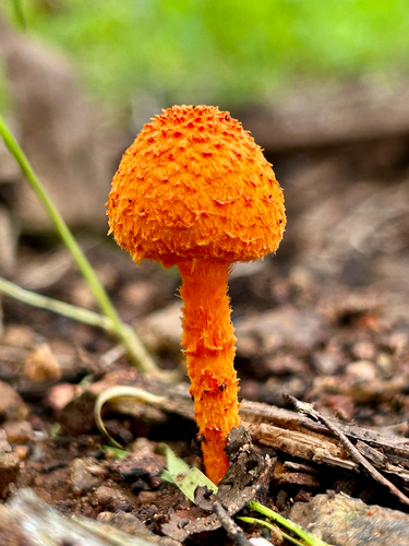 scaly tangerine mushroom