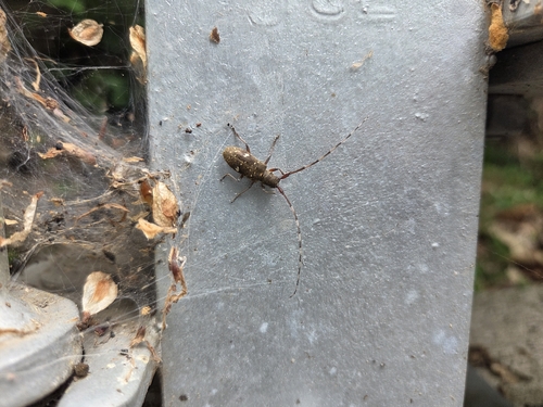 Monochamus guttulatus