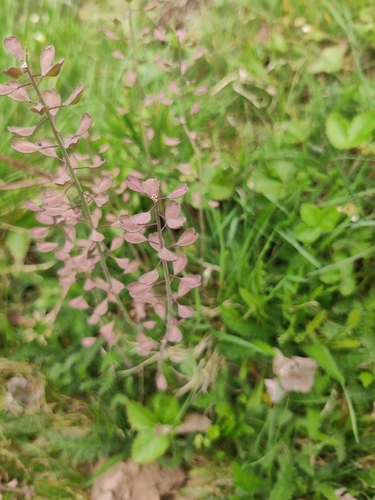 Alpine penny-cress