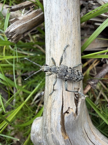 Ribbed Pine Borer
