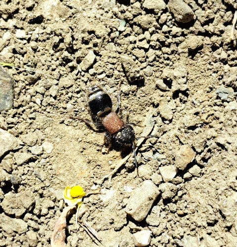 Tropidotilla litoralis