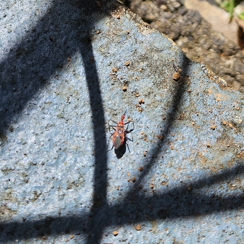 Milkweed Assassin Bug