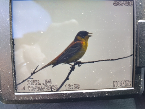 Black-headed Bunting