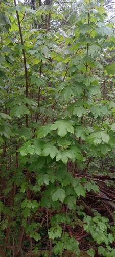 sycamore maple