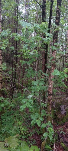 European mountain ash