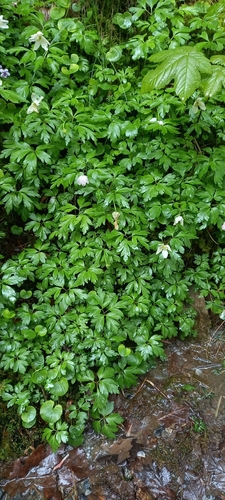 wood anemone