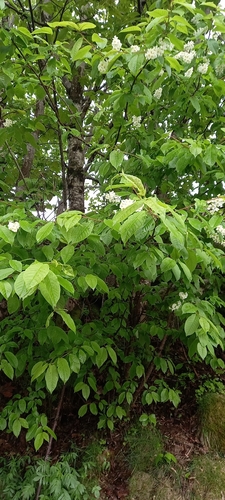 bird cherry