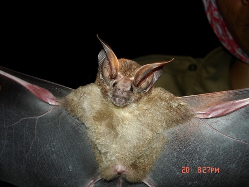 Davis's round-eared bat