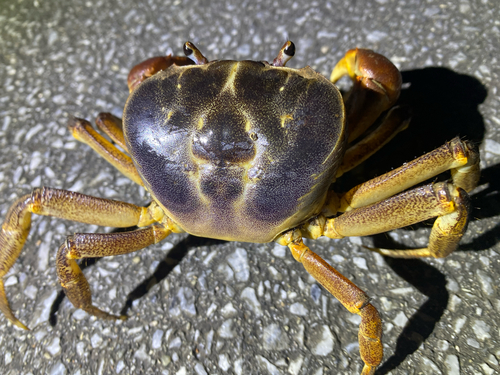 Pacific Blue Crab