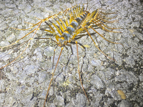Japanese Long-legged Centipede