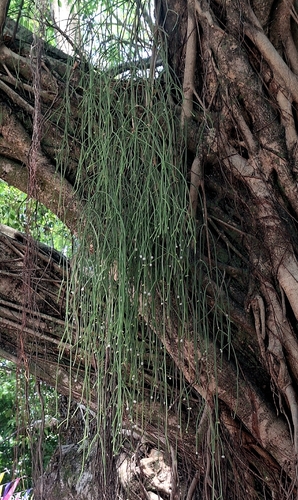 Mistletoe Cactus