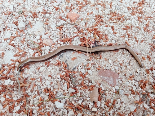 Common Slowworm