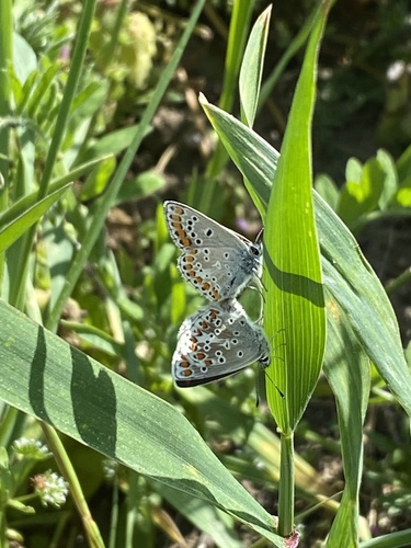 Brown Argus