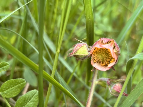 Water Avens