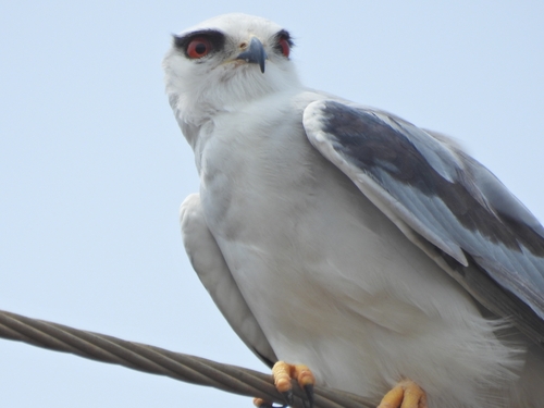 Black-winged Kite